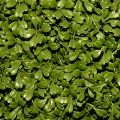 36" Green Artificial Boxwood Topiary Tree With Weighted Pot -Mew Holidays Shop dnat lbx4 36 3 47359.1667533505