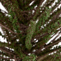 2' Green And Brown Warsaw Twig Artificial Christmas Tree With Burlap Base - Unlit -Mew Holidays Shop northlight b03908 2 64204.1669400657