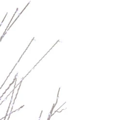 6' LED Lighted White Birch Christmas Twig Tree - Pure White Lights -Mew Holidays Shop northlight xt92218 4 19620.1667491239